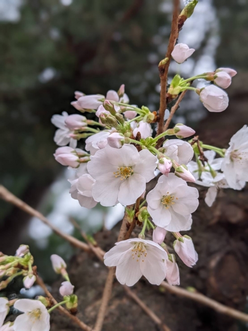 藤嶺学園藤沢付近の植物