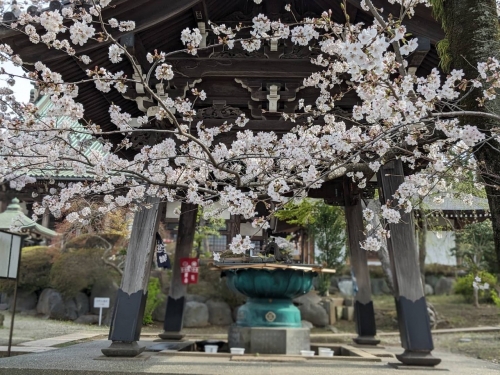 花曇り～遊行寺にて～