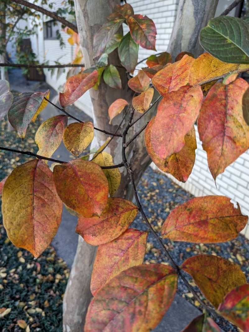 サルスベリの紅葉が見られます