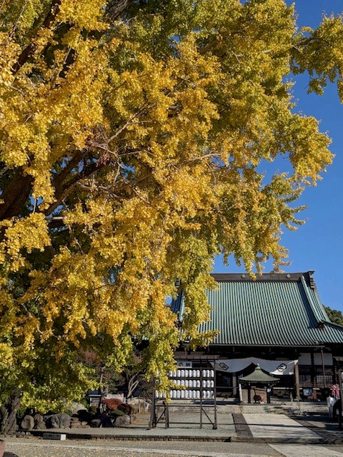 遊行寺の大銀杏が見頃を迎えています