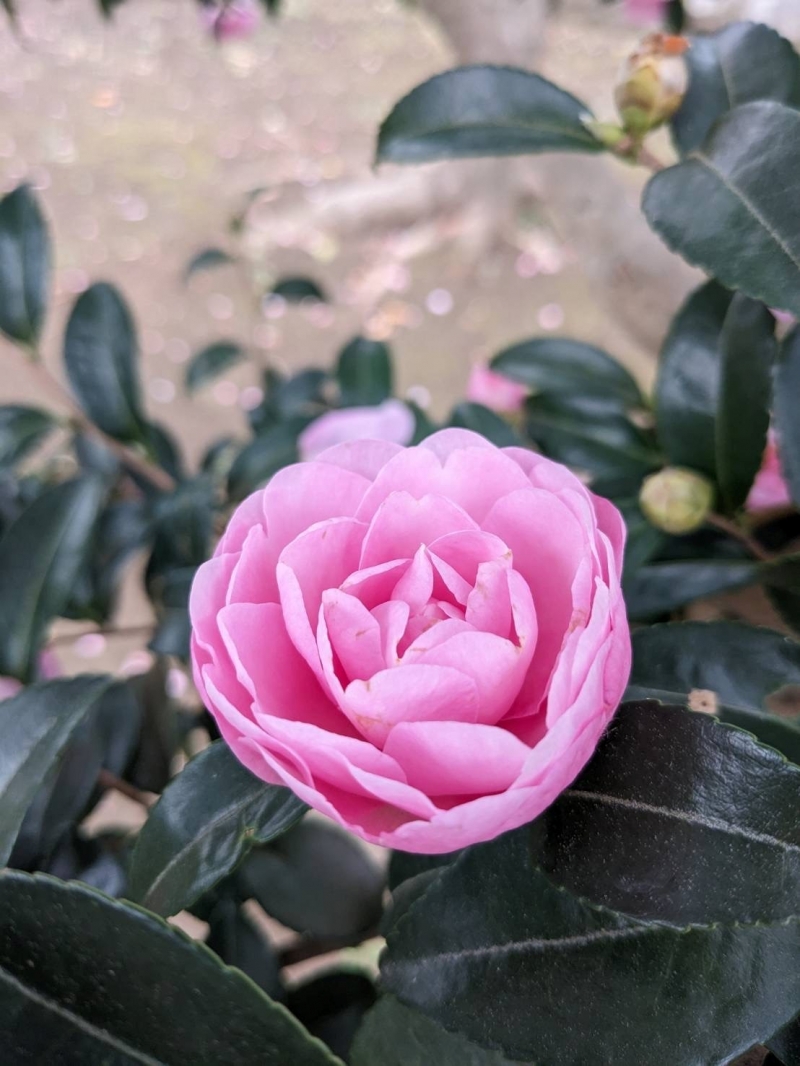 山茶花が咲いています